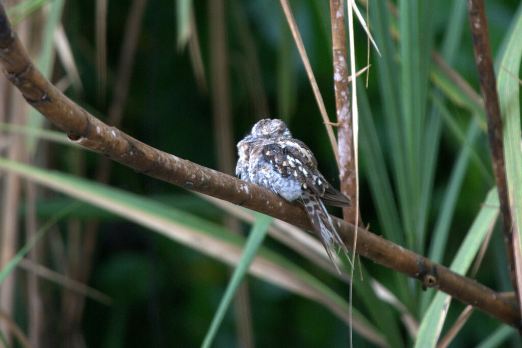 Ladder-tailed Nightjar