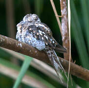 Ladder-tailed Nightjar