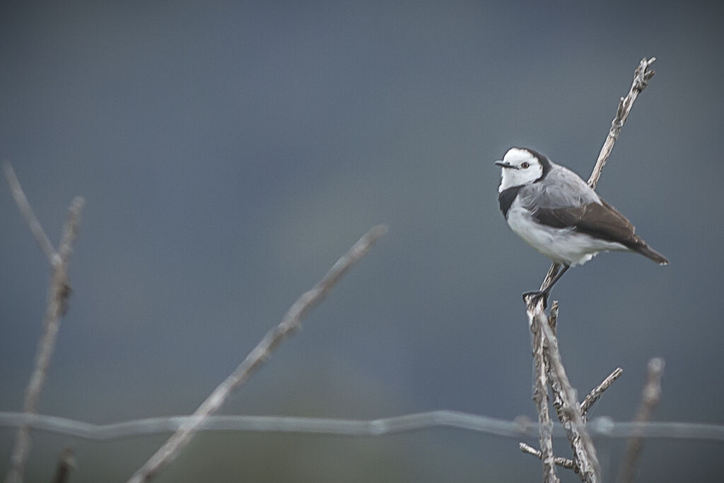 White-fronted Chat