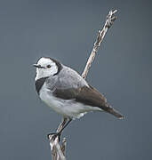 White-fronted Chat