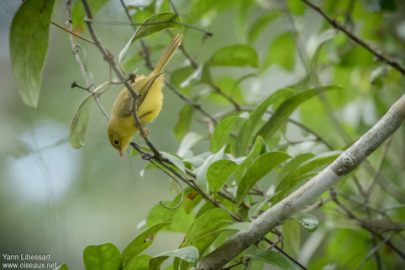 Little Yellow Flycatcher, habitat, pigmentation, Behaviour