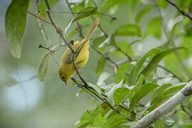 Little Yellow Flycatcher