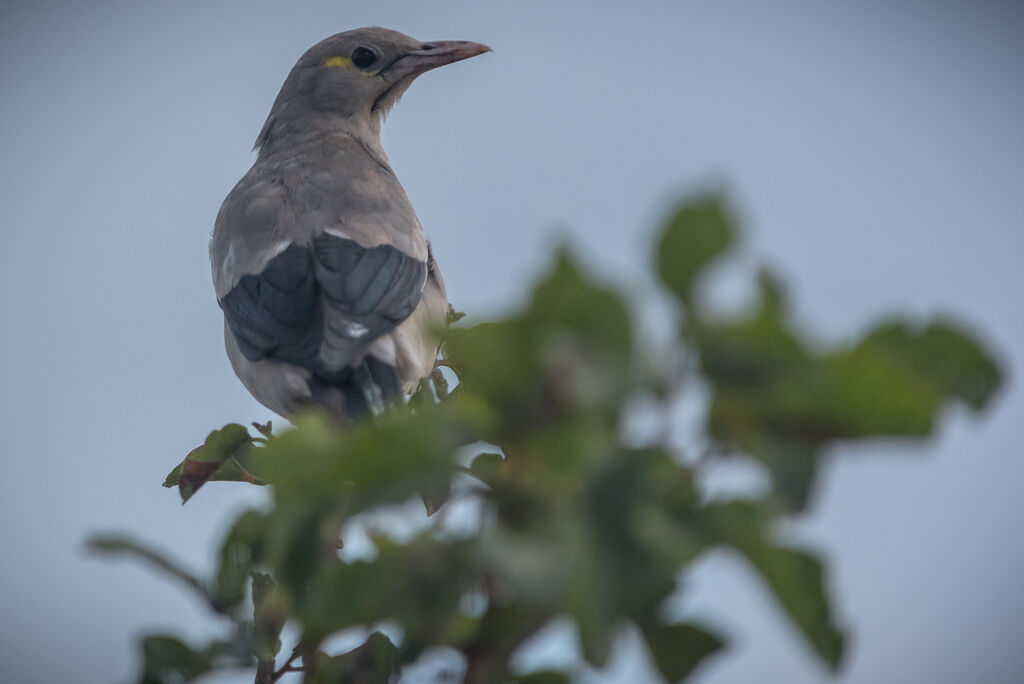 Wattled Starling