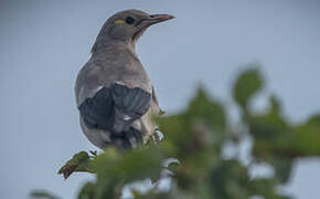 Wattled Starling