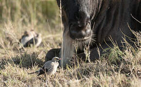 Wattled Starling