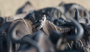 Wattled Starling