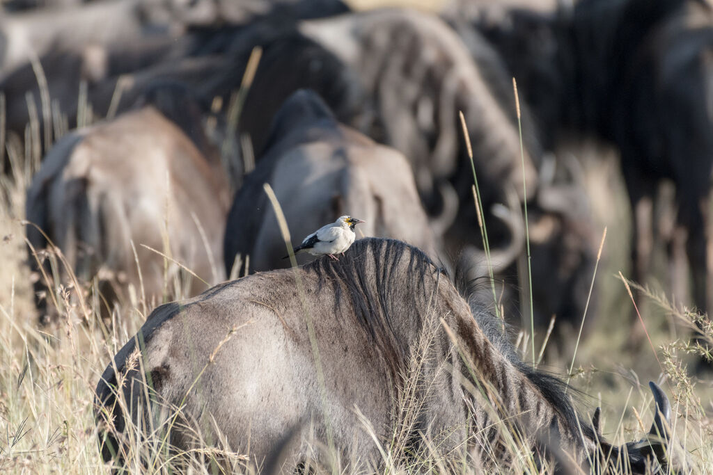 Wattled Starling