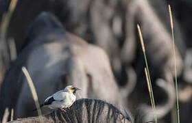 Wattled Starling