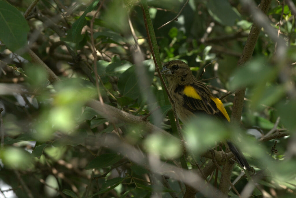 Yellow Bishop