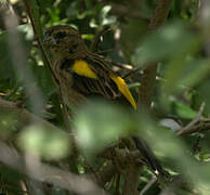 Yellow Bishop