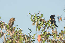 Yellow-mantled Widowbird