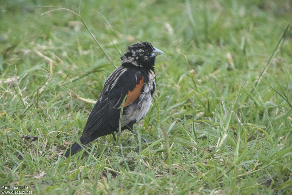 Fan-tailed Widowbird male adult transition