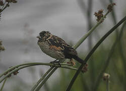 Fan-tailed Widowbird