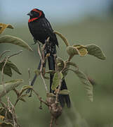 Red-cowled Widowbird