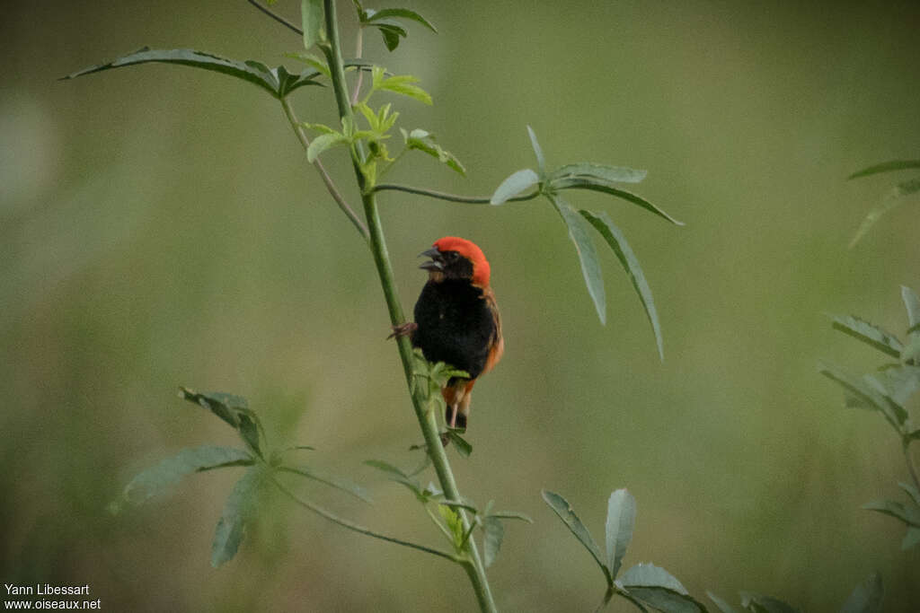 Zanzibar Red Bishop male adult, habitat, pigmentation