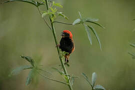 Zanzibar Red Bishop