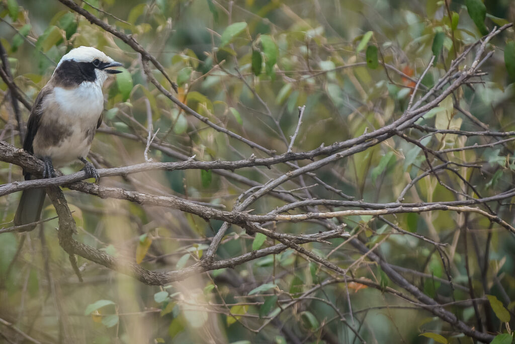 Northern White-crowned Shrike