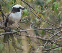 Northern White-crowned Shrike