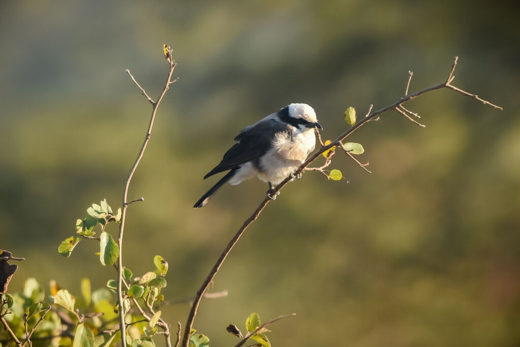 Northern White-crowned Shrike