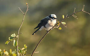 Northern White-crowned Shrike