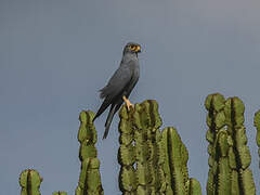 Grey Kestrel