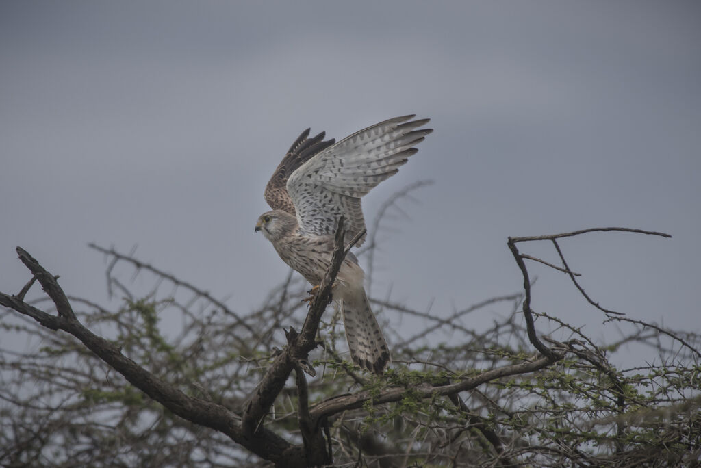 Common Kestrel