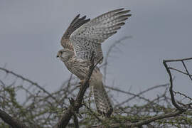 Common Kestrel