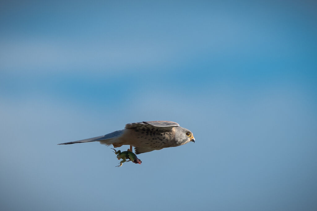 Common Kestrel