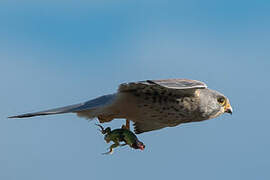 Common Kestrel