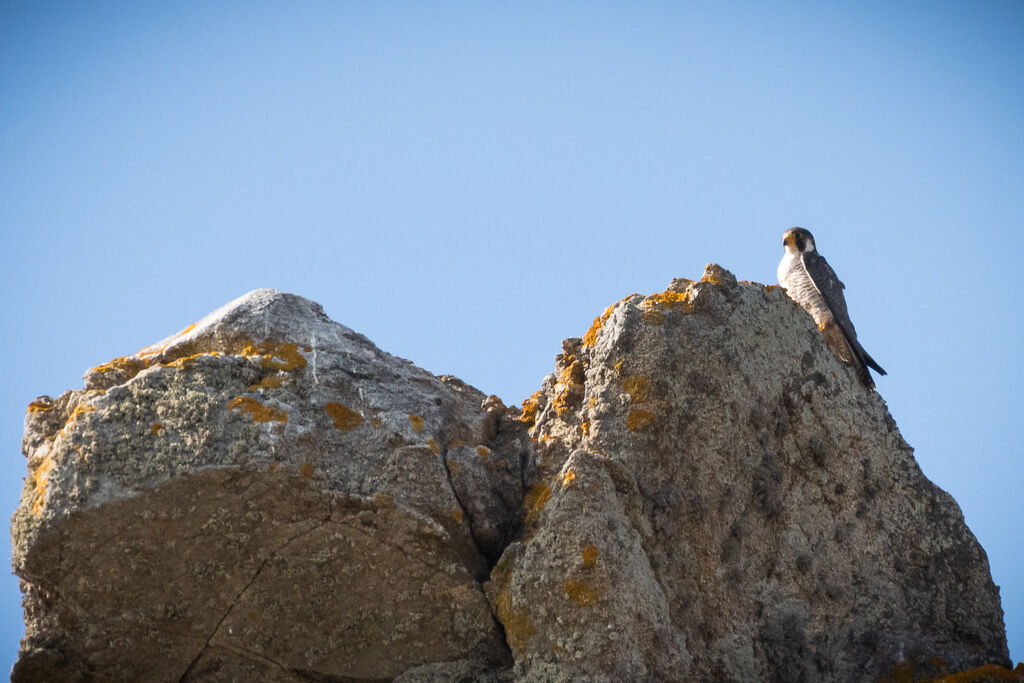 Peregrine Falcon