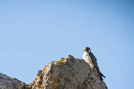 Peregrine Falcon