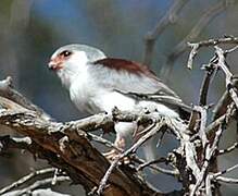 Pygmy Falcon