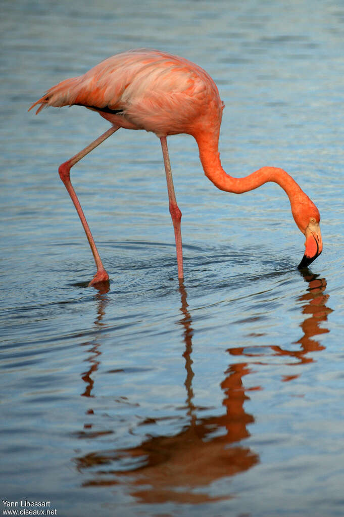 Flamant des Caraïbesadulte, pigmentation, pêche/chasse, mange