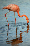 Flamant des Caraïbes