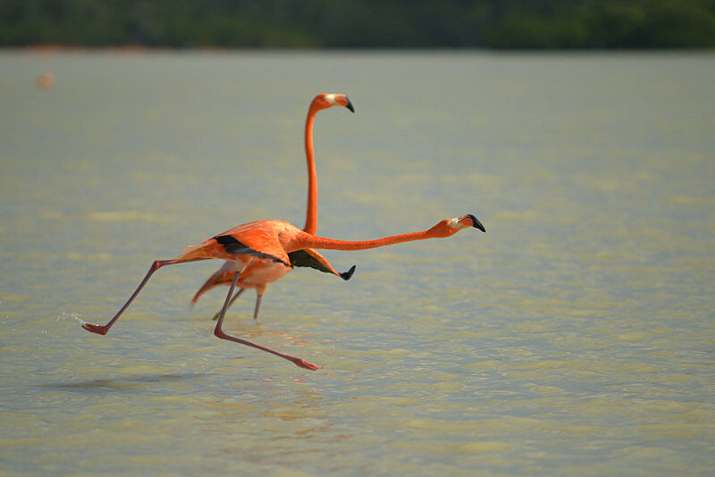 Flamant des Caraïbes, Vol