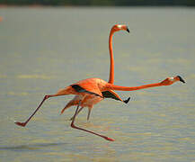 Flamant des Caraïbes