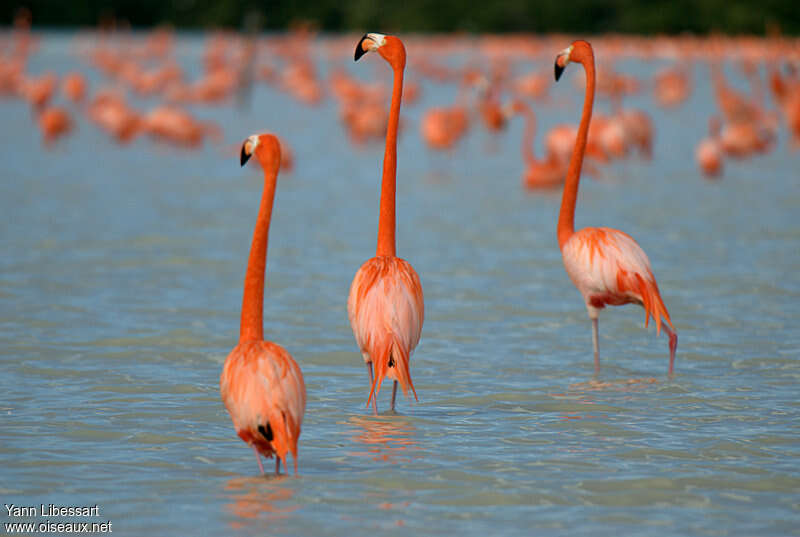 American Flamingoadult