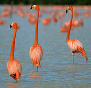 Flamant des Caraïbes