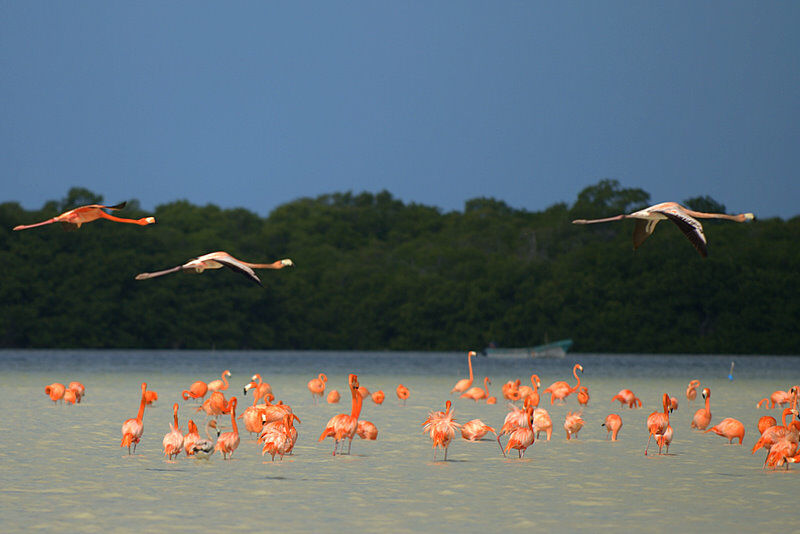 Flamant des Caraïbes