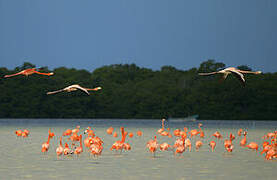 Flamant des Caraïbes