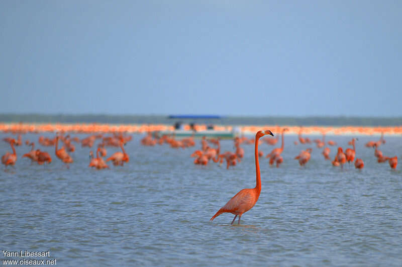 Flamant des Caraïbesadulte, habitat, pigmentation