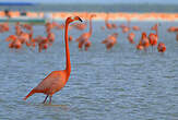 Flamant des Caraïbes