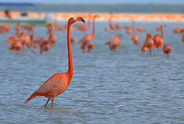 American Flamingo