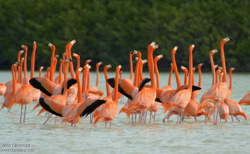 American Flamingoadult, pigmentation, Behaviour