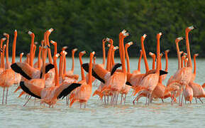 Flamant des Caraïbes