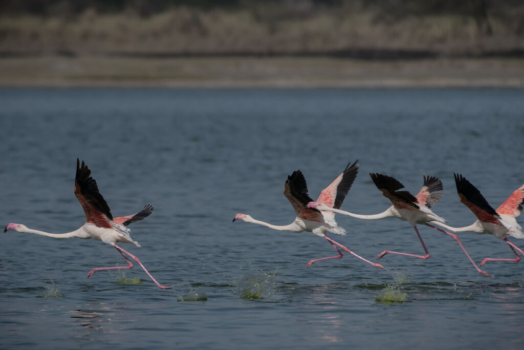 Flamant rose