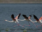 Flamant rose