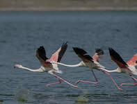 Flamant rose