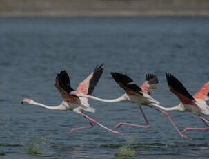 Flamant rose