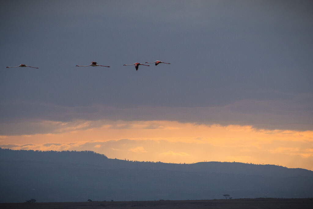 Flamant rose